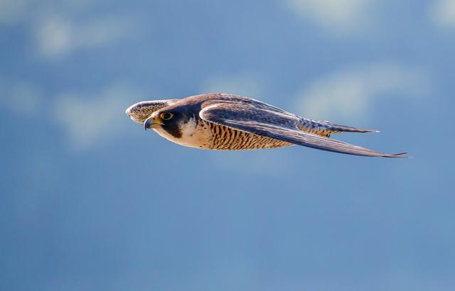 《说文解字》第695课：成语“翩若惊鸿”的“翩”是啥意思？-翩若惊鸿的读音