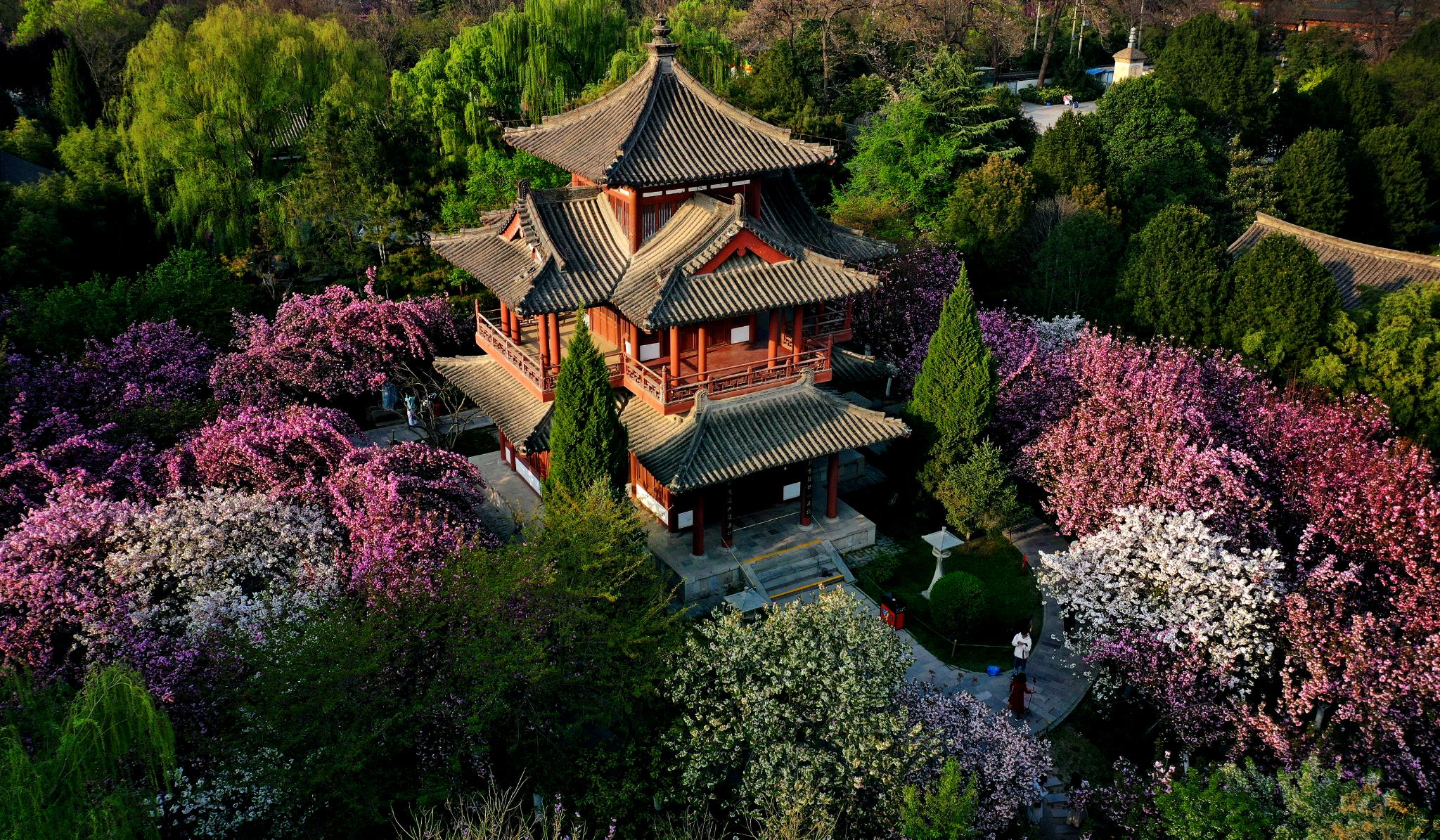 西安青龙寺遗址景区樱花盛开|青龙寺遗址|景区|西安市_新浪新闻