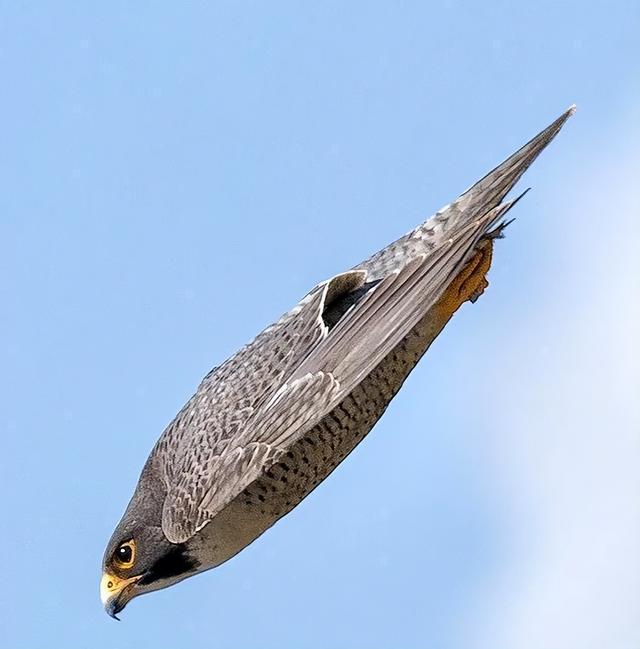 《说文解字》第695课：成语“翩若惊鸿”的“翩”是啥意思？-翩若惊鸿的读音