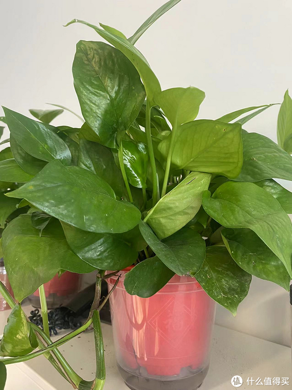 每个办公室都有的植物绿萝