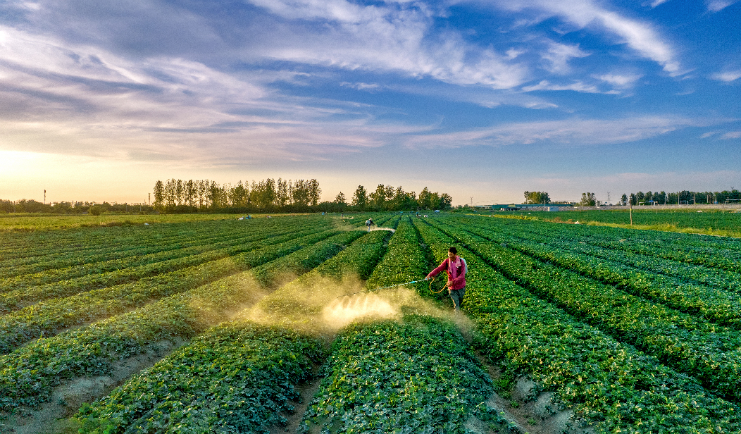 乡味丨安徽长丰:小草莓成就百亿大品牌