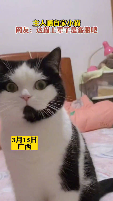 主人晒自家小猫。网友:这猫上辈子是客服吧!|猫_新浪新闻