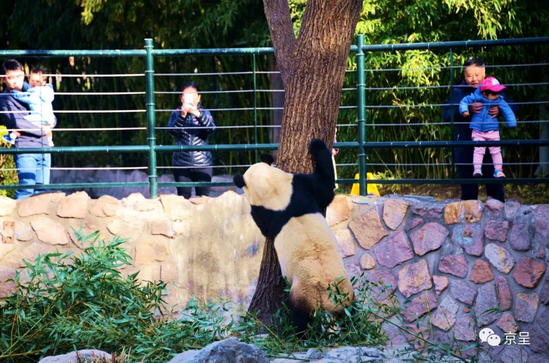 阳春三月，北京动物园的大熊猫在室外运动场嬉闹玩耍。这只大熊猫在大树后面与游客玩起了“躲猫猫”。  樊甲山 摄