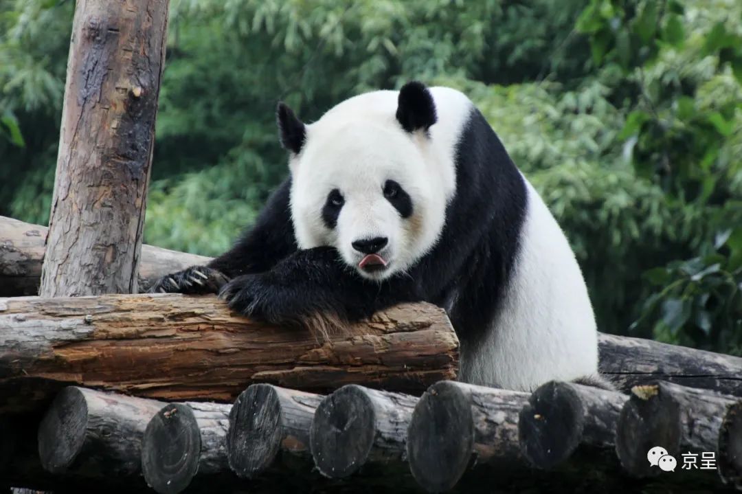 大熊猫吐舌卖萌。 韩金和 摄