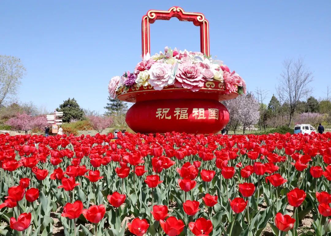 北京国际鲜花港内的郁金香花海。（资料图）