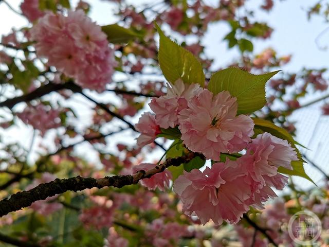 《樱花怒放惹人醉》组照十一 韩平 摄