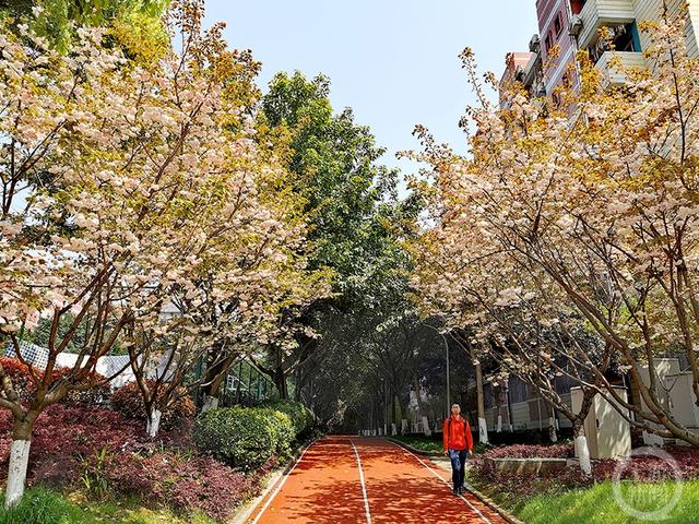 《樱花怒放惹人醉》组照三 韩平 摄