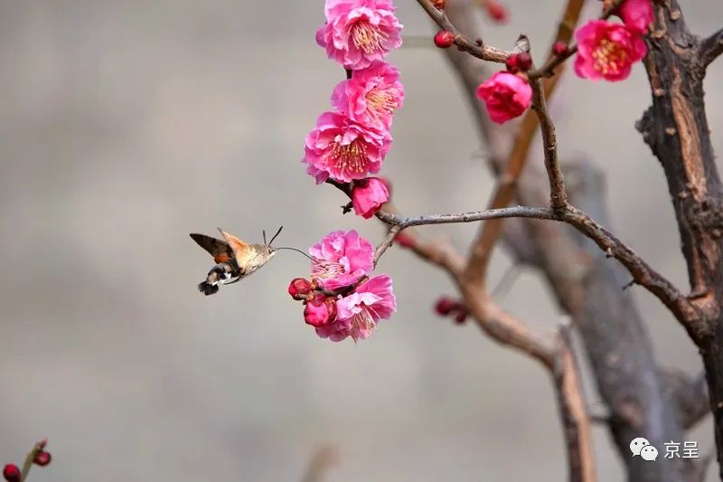 明城墙遗址公园，蜂鸟鹰蛾正在采蜜。杨建国 摄