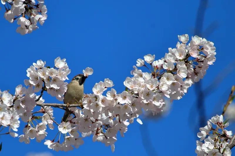 玉渊潭公园樱花盛开，一只麻雀嘴里叼着花瓣立在花枝上，啜食花蜜。 覃世明 摄