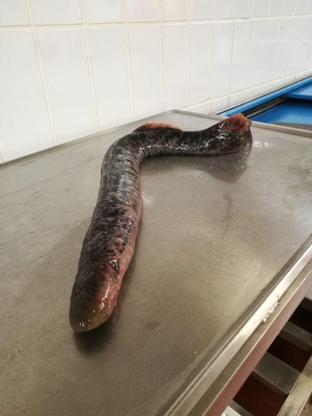 神奇吸血鱼再现嘴如吸盘被称为活恐龙生存方式令人惊叹