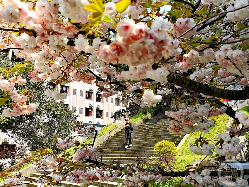 上游新闻带你看校花(17)丨重庆邮电大学 韩平摄影作品_新浪新闻