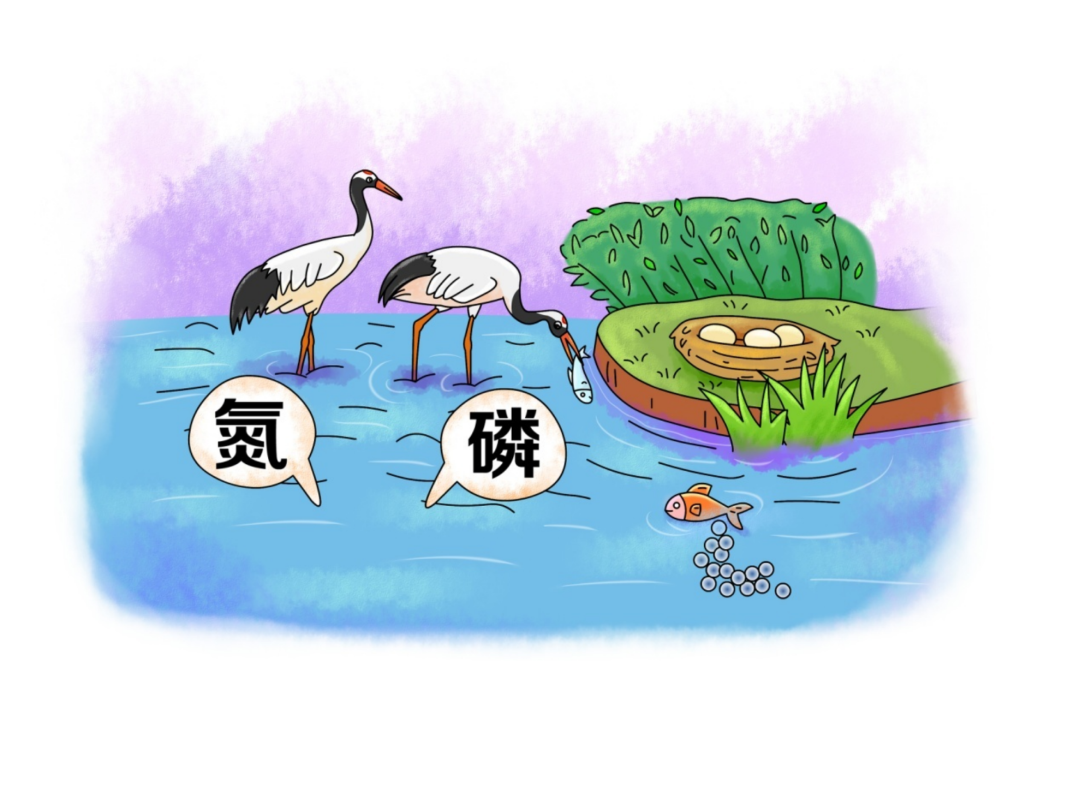 环保科普丨水环境——湿地对水生态环境有什么作用？-湿地保持水土的特别之处有哪些