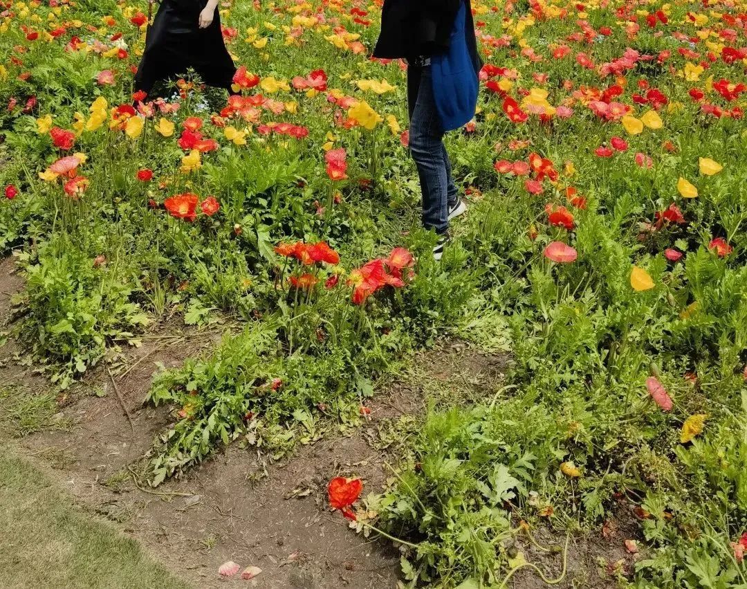 为了拍照,一些游客踩踏花海.