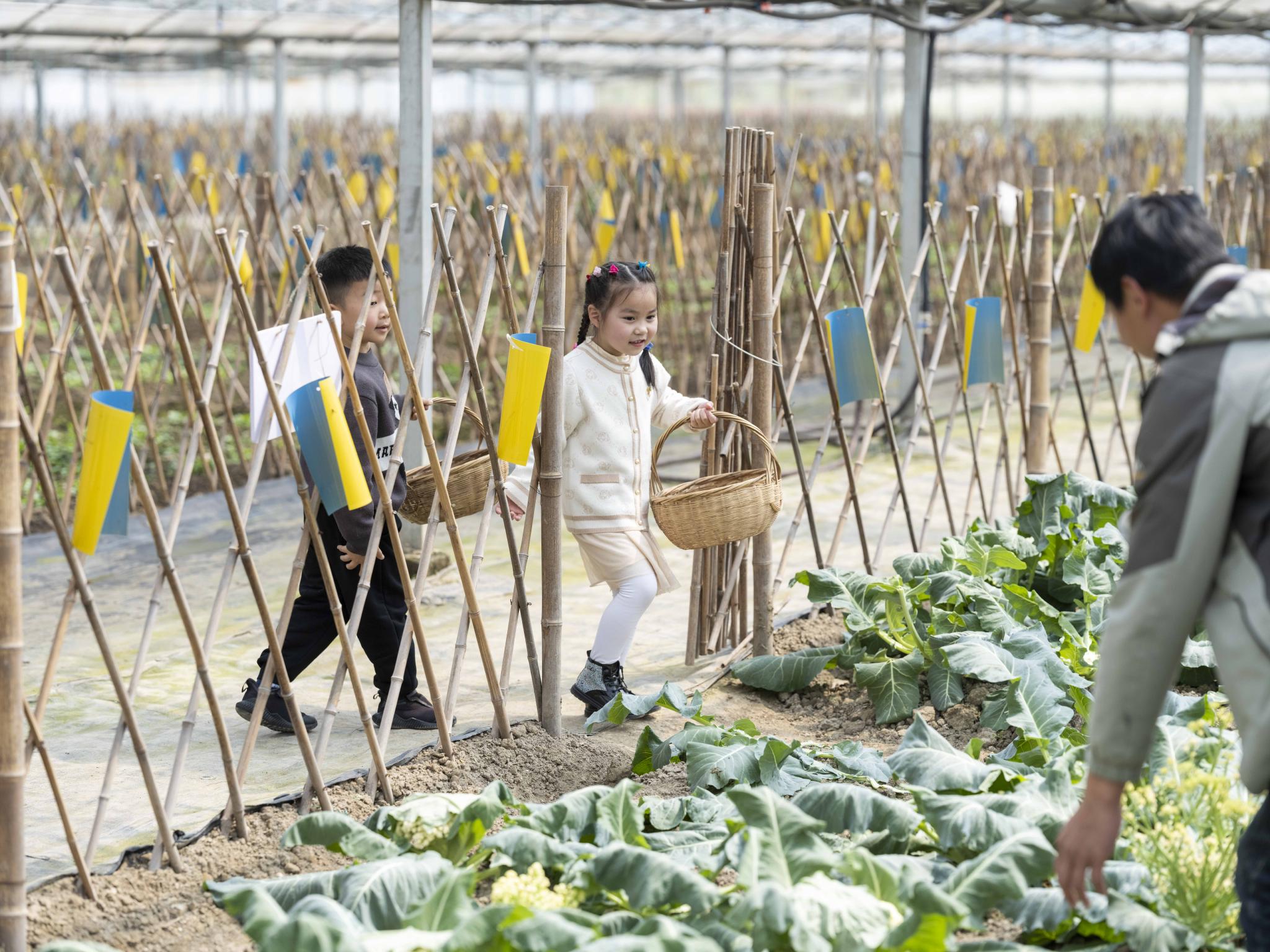2023年4月1日,两名小朋友在灵粮农场采摘绿色健康的蔬菜,体验农事