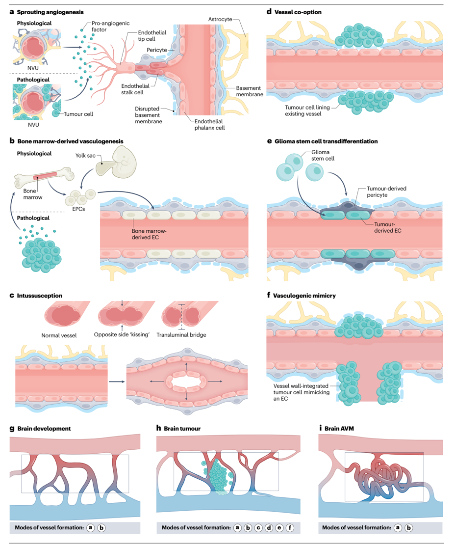 Nat Rev Neurosci重要综述:脑血管系统研究进入单细胞时代,总结过往,迈向未来路