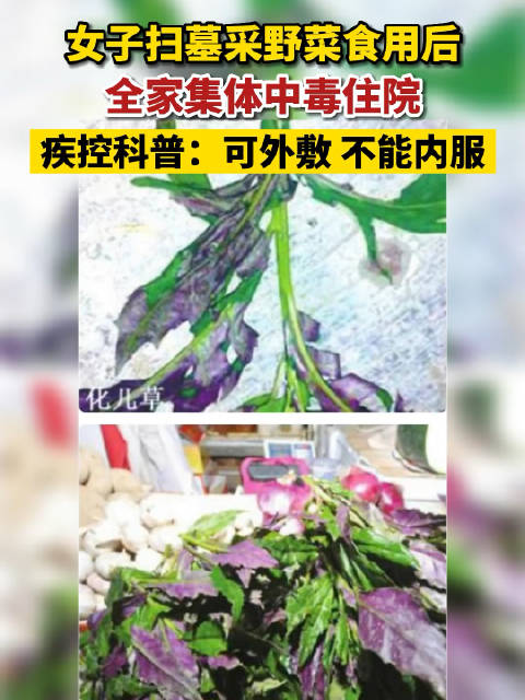 血皮菜?化儿草?要分清楚_新浪新闻