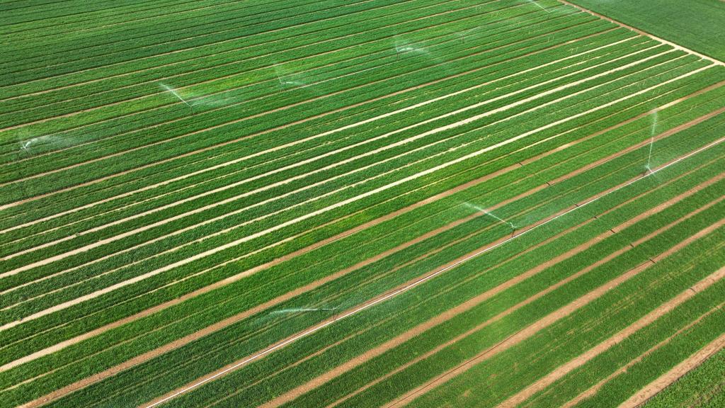 河北:农田"三变"助力农业增效农民增收|河北省_新浪财经_新浪网