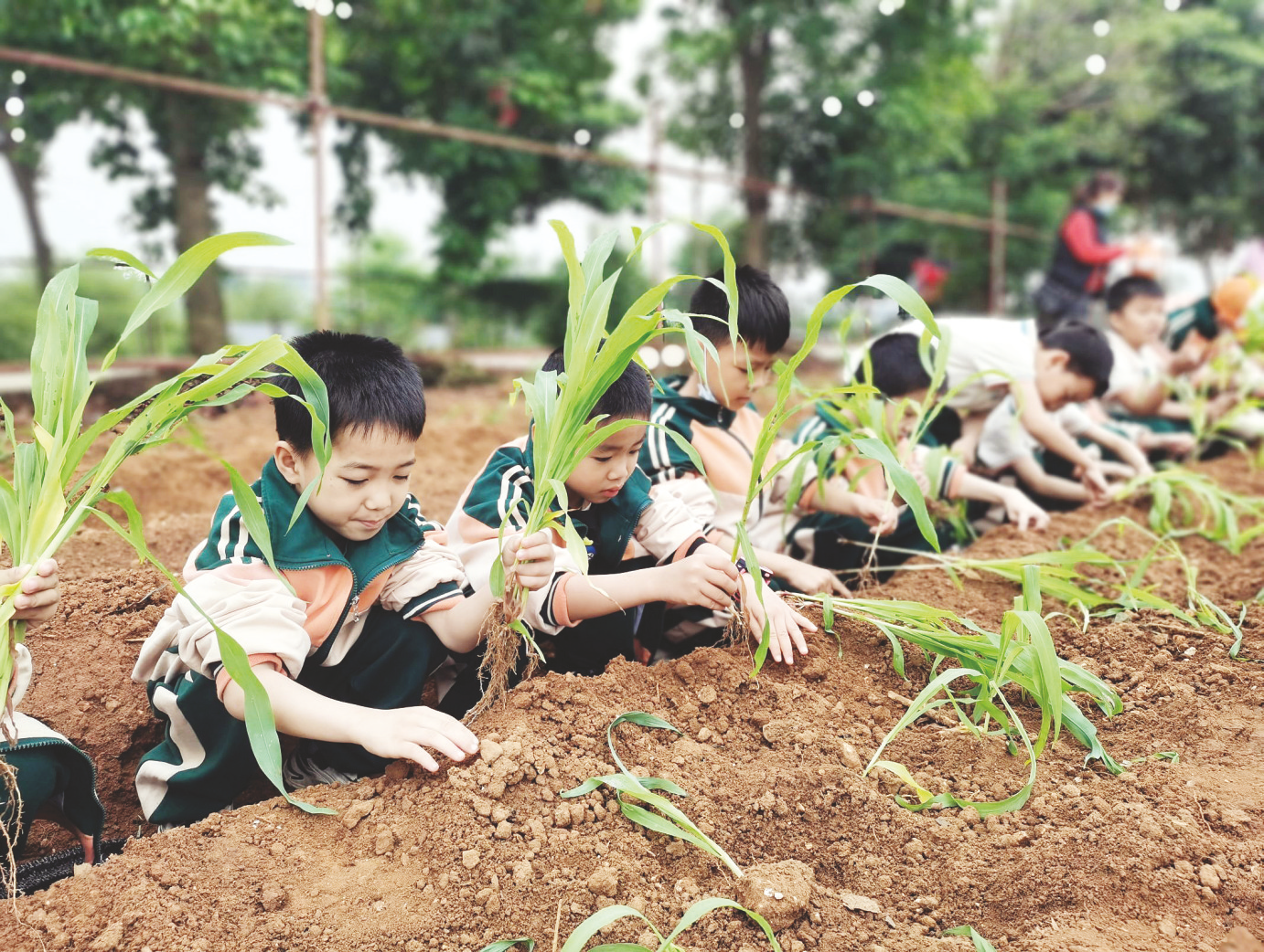 &nbsp;&nbsp;&nbsp;&nbsp;南宁市江南区沙井小学学生体验农耕生活.
