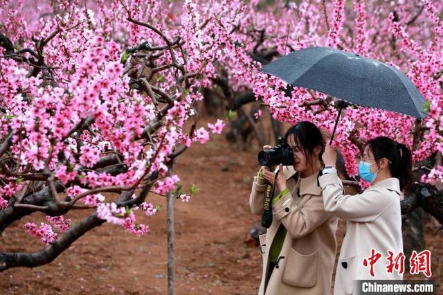 民众在刘台桃花源风景区拍照,赏花. 梁犇 摄