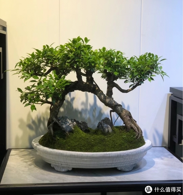 家庭园艺新手必备：黄杨树盆栽的养护技巧__财经头条