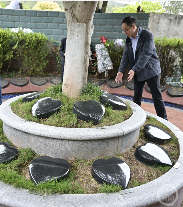 灵安陵园工作人员介绍树葬