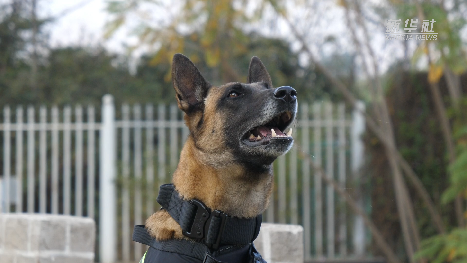 功勋犬来啦|搜毒能手鹰空|功勋|鹰|警犬_新浪新闻