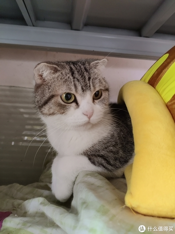 新手养猫|不可错过的养宠好物指南|猫_新浪新闻