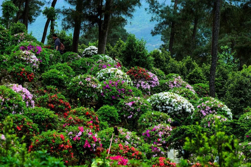 重庆南山放牛村漫山遍野的杜鹃花开放.冉小军 摄
