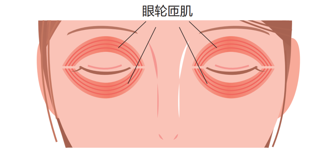 上眼皮和下眼皮的眼轮匝肌,位于包围着整个眼睛的位置,紧闭眼皮的时候