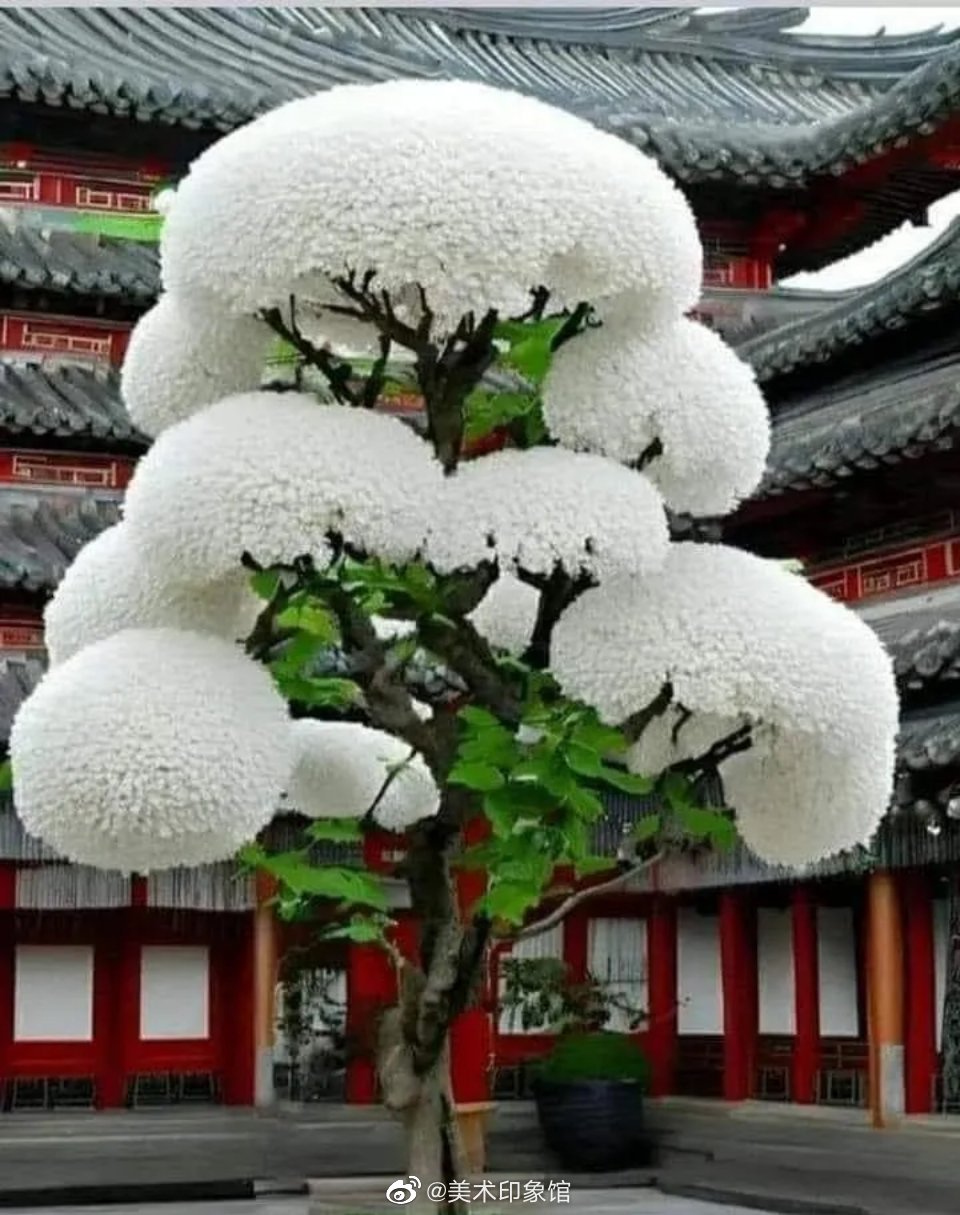 这是中国独有的树种,名叫做四月雪,花开四月灿烂季节……|树种|花开|季节_新浪新闻