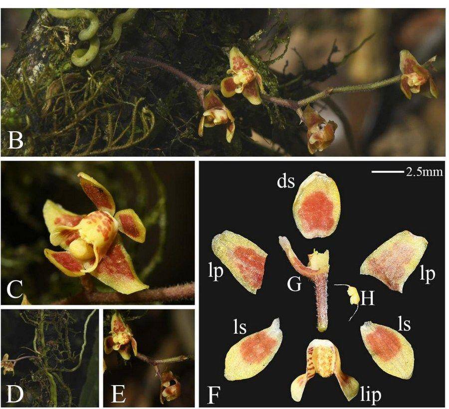 图为墨脱异型兰的花部结构.(中国科学院植物研究所供图)