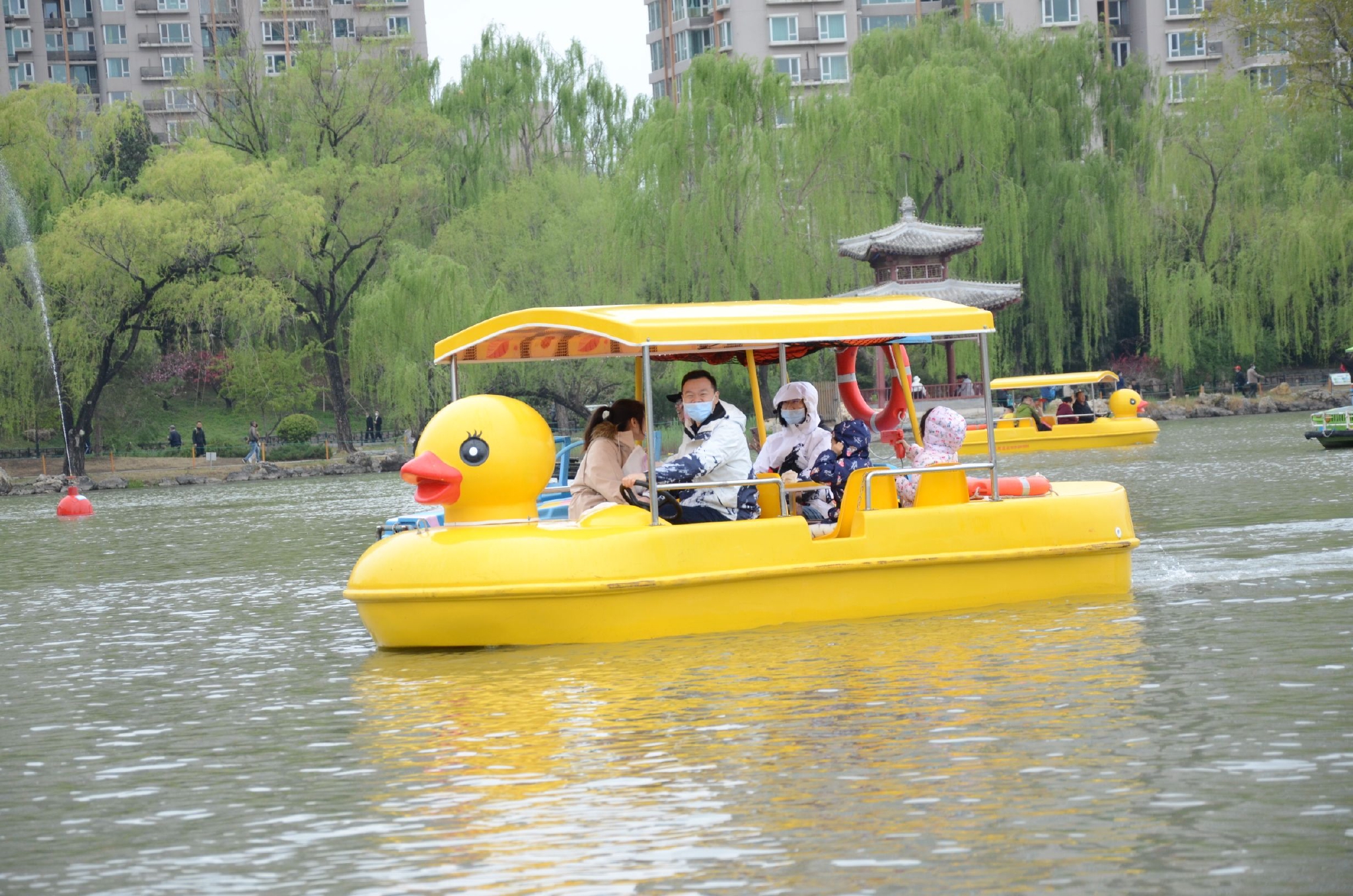 今年紫竹院公园更新了20条黄鸭船,还有新增的20条海豚船清明节首次