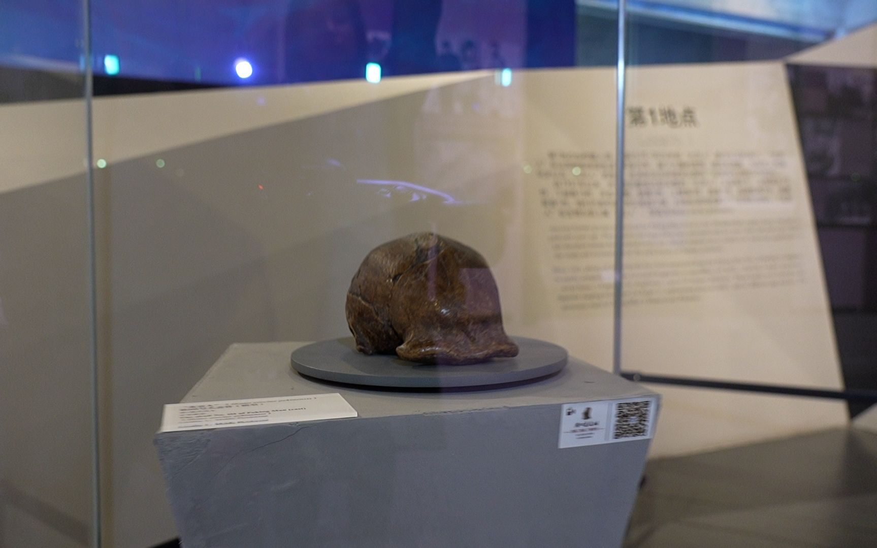 发掘出土的第一块"北京人"头盖骨化石复制品.新京报记者 王巍 摄