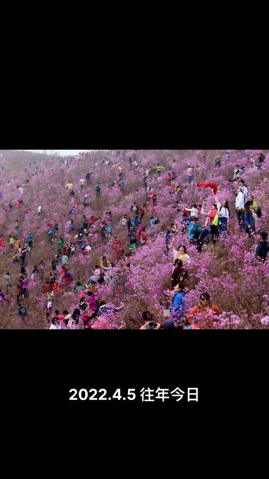 这是辽宁岫岩黄岭村映山红景区在最近十年间游客最多那一次的影