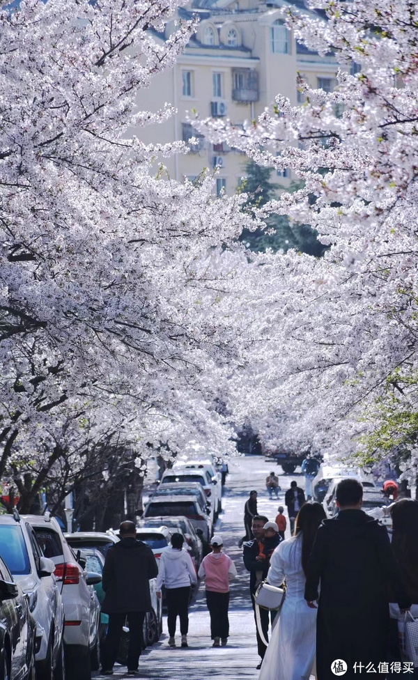春季出游计划-欢迎大家来青岛看花|青岛市|樱花_新浪新闻