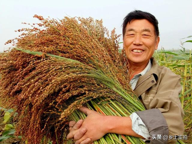 恢复农业税的可能性有多大？不赞同恢复农业税的读者，请留言__财经头条