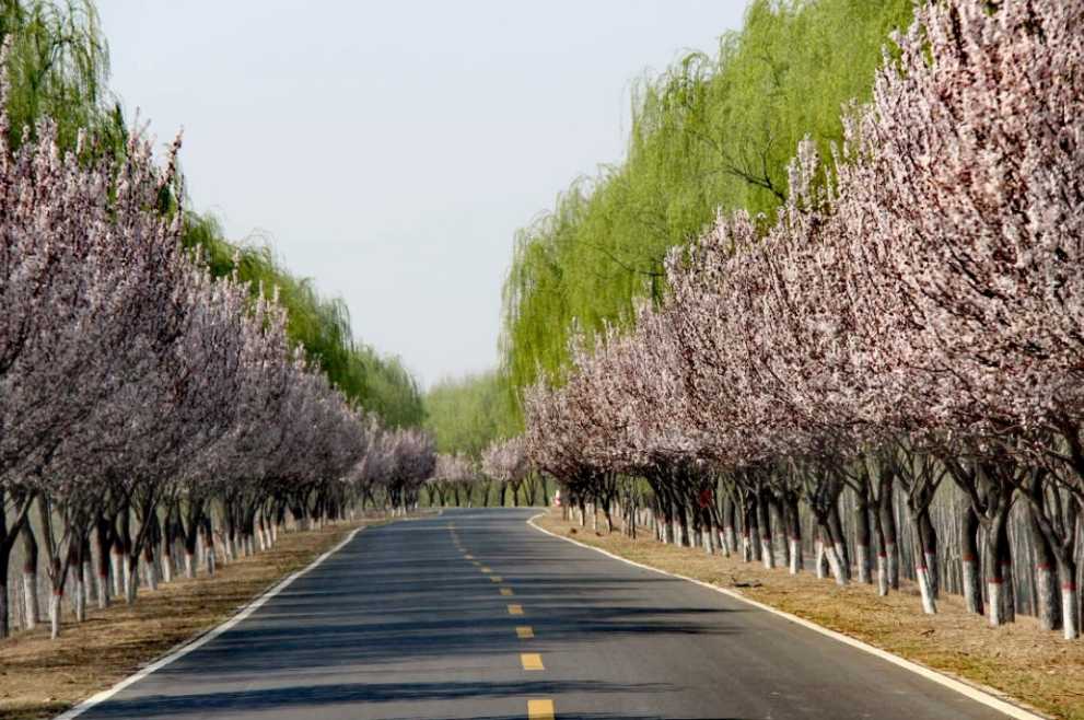 2023闲鱼找妹妹暗号全解析：从入门到精通的隐秘社交指南