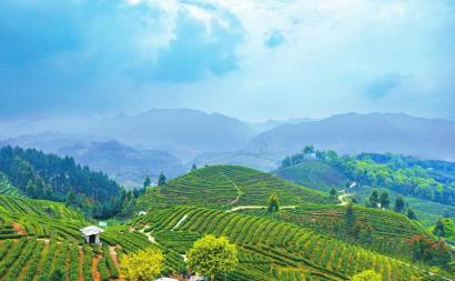 乐山市五通桥区石麟镇沙坝河村三包茶场.章綦摄(视觉四川)