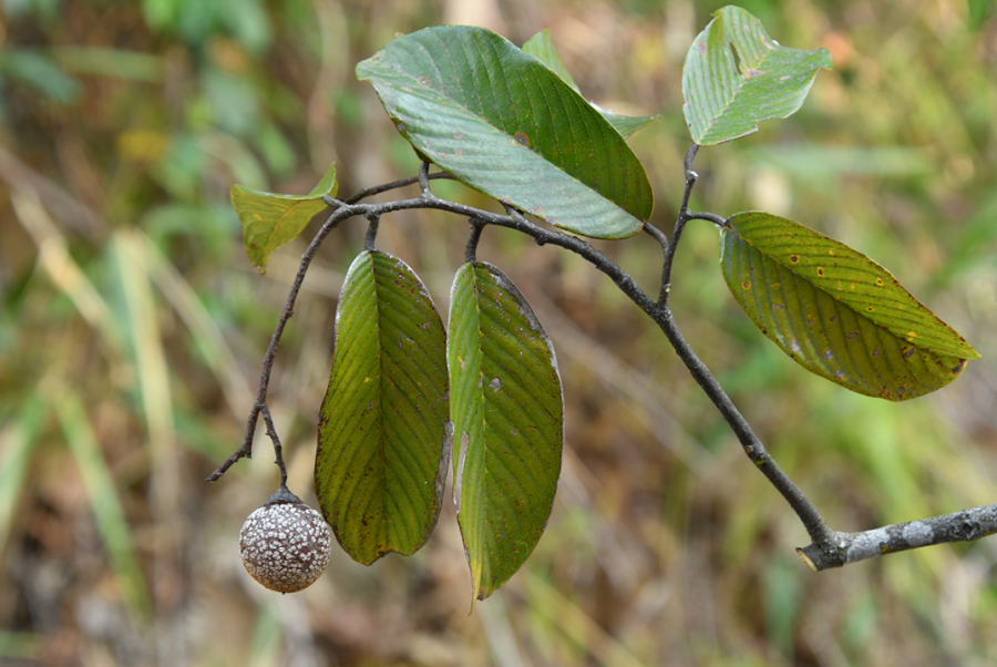 我国龙脑香科喜添新记录种——"盈江柳安"_新浪财经_新浪网