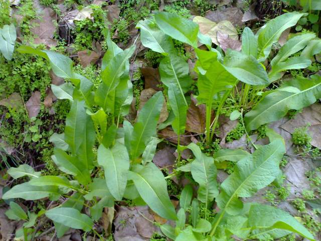 酸模又叫野菠菜，为何古人叫它金不换，拿金子也不换？你认识吗？
