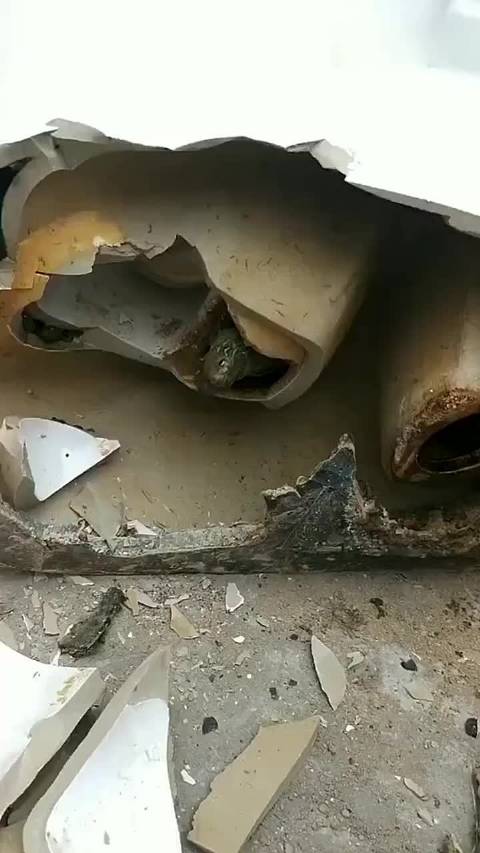 乌龟几年后掉进马桶里面以为是被水冲走了