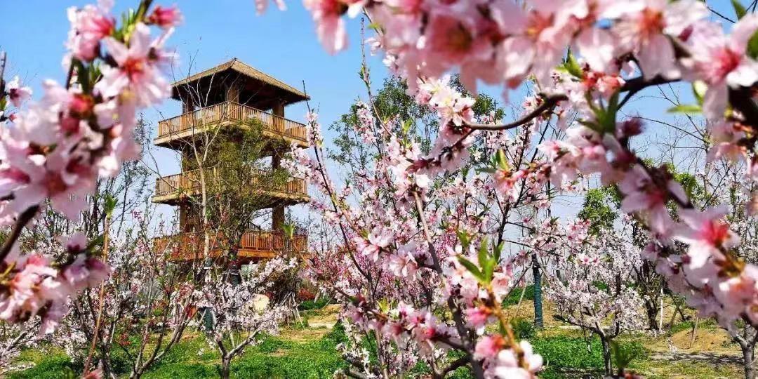 花开安徽 向春出发丨赏桃之夭夭,快来阜阳临泉桃花岛|阜阳市|安徽省
