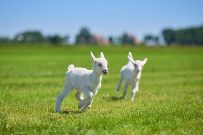 在澳优荷兰牧场快乐奔跑的小山羊.