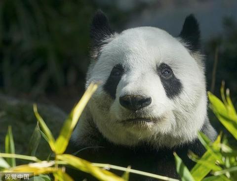 大熊猫"欣欣" 资料图