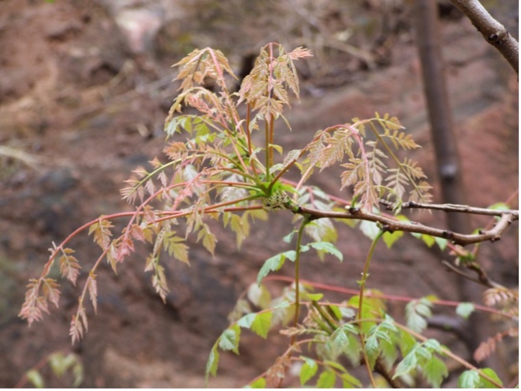 图为木兰芽.受访者供图