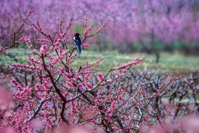 图为北京平谷桃花资料照片.(平谷区供图)