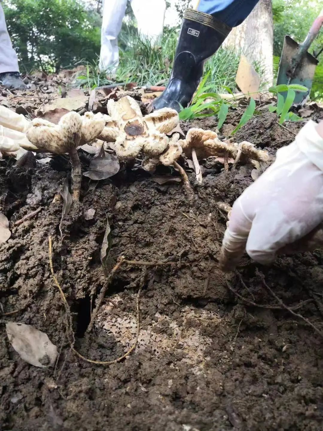 崔雨晨团队到江苏江阴采集鸡枞菌样本.