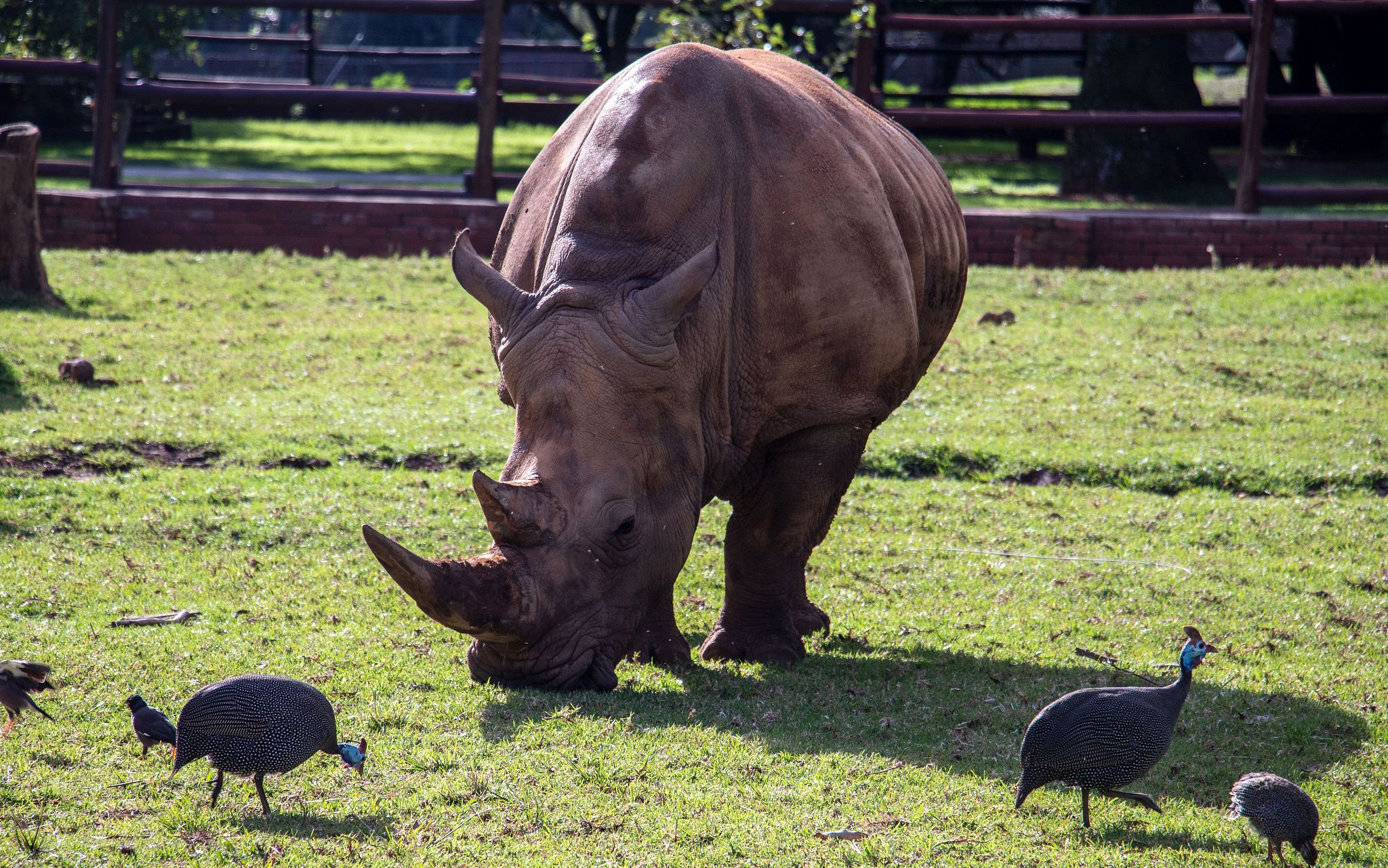 南非约翰内斯堡,克鲁格国家公园内,一头濒临灭绝的黑犀牛