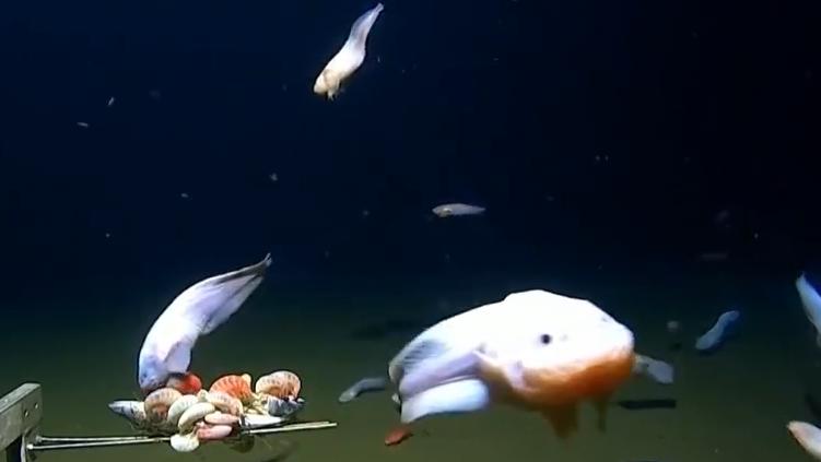 刷新纪录,科学家在海洋8300多米深处拍到蜗牛鱼