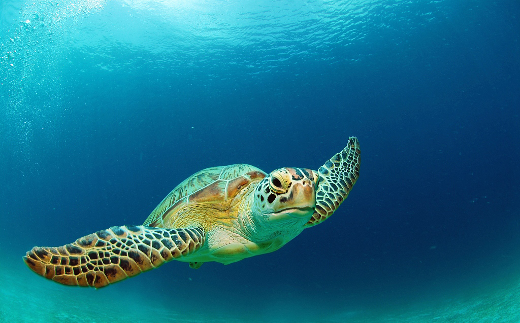 菲律宾海域中的绿海龟当地时间2021年12月31日,印度